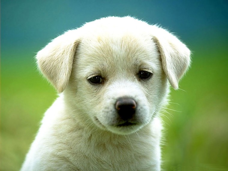 pet