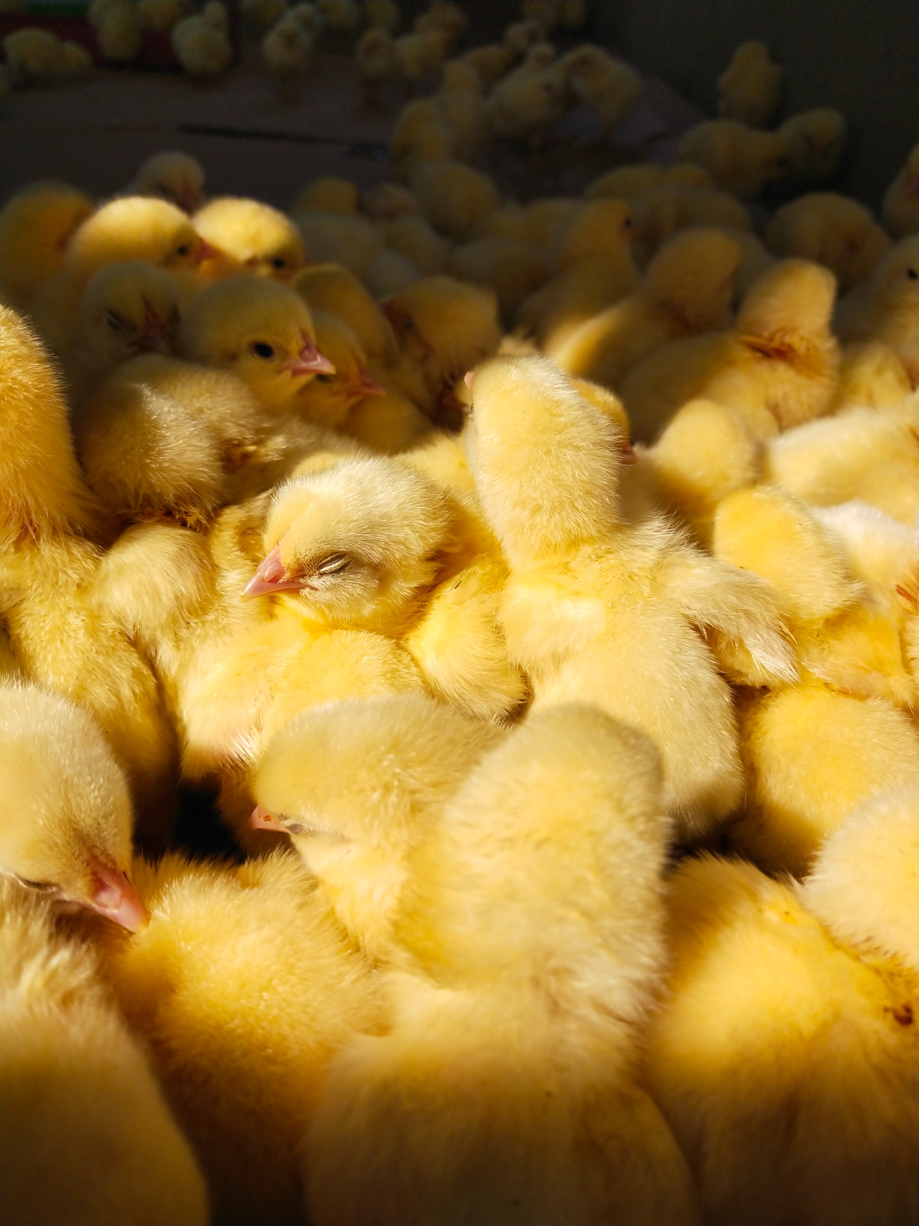 poultry
